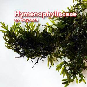 hymenophyllaceae sp wayanad